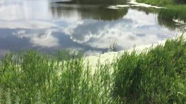 Göletin büyümüş yan