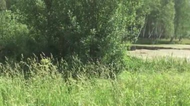 Göletin büyümüş yan