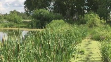 Göletin büyümüş yan