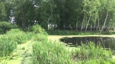 Göletin büyümüş yan