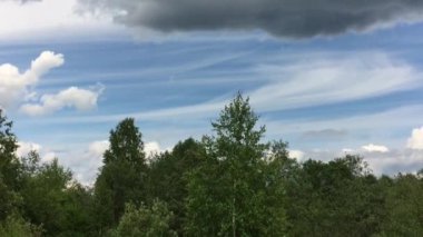 Ağaçlar gökyüzüne karşı