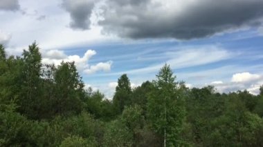 Ağaçlar gökyüzüne karşı