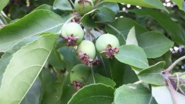 büyüyen yeşil elma