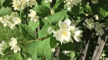 Şehir çiçek açan çalı