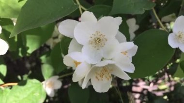 Şehir çiçek açan çalı