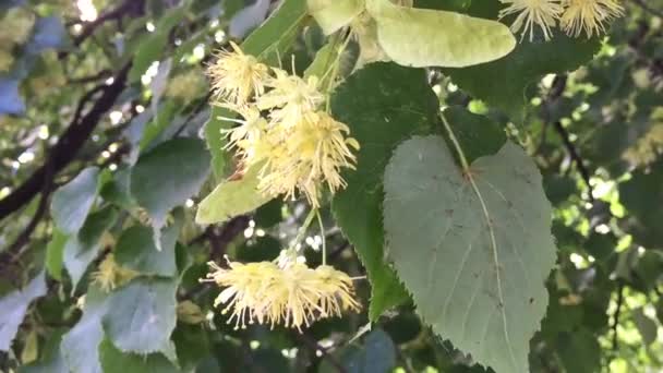 Gele bloemen van de Linden — Stockvideo