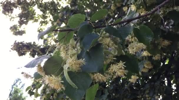 Gele bloemen van de Linden — Stockvideo