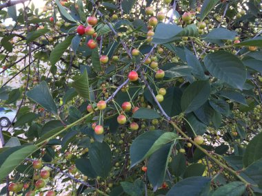 Çilek ile kiraz ağacı