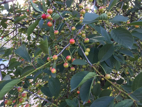 Çilek ile kiraz ağacı