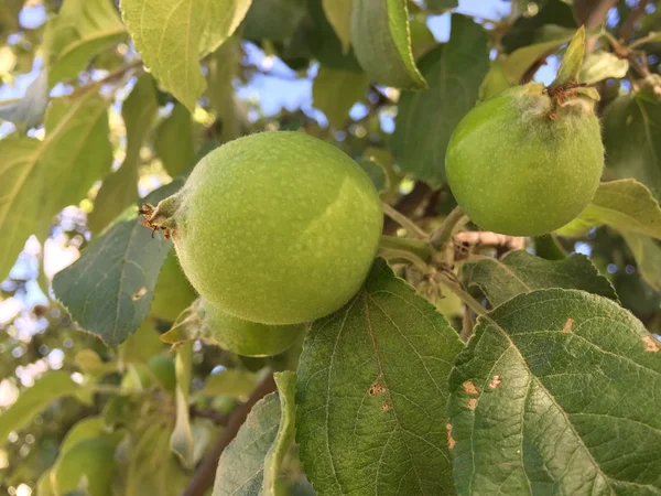 Growing green apples — Stock Photo, Image