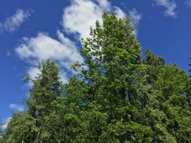 Ağaçlar gökyüzüne karşı