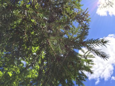 Gökyüzü arka planında ağaç dalları