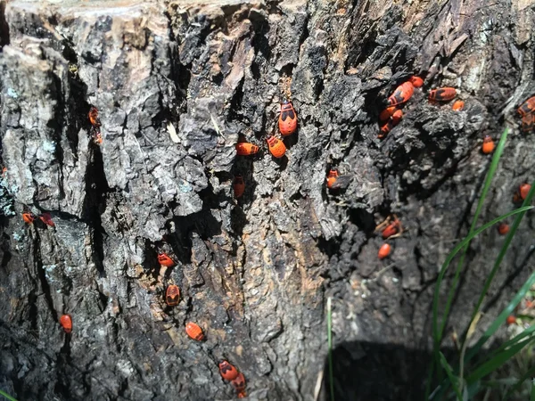 Κόκκινα σκαθάρια στο κούτσουρο — Φωτογραφία Αρχείου