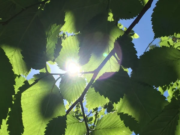 El sol atraviesa las hojas — Foto de Stock