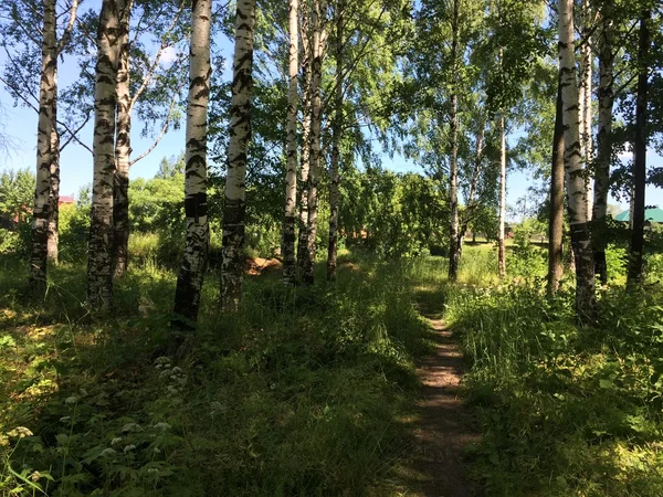 Les arbres dans le parc de la ville — Photo