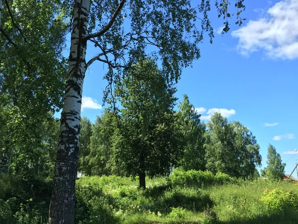 Arbres contre le ciel — Photo