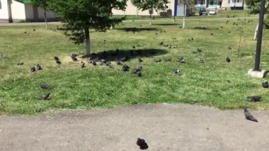 Güvercinler City Park