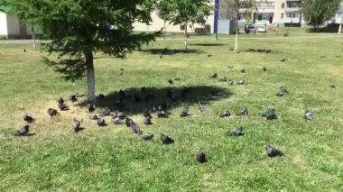 Güvercinler City Park