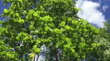 Ağaçlar gökyüzüne karşı