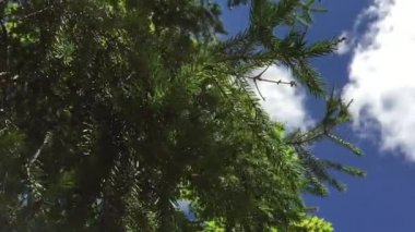 Gökyüzü arka planında ağaç dalları