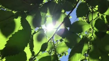 Güneş yaprakları tatili