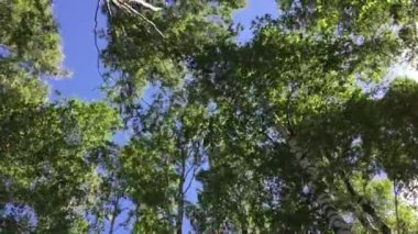 Ağaçlar gökyüzüne karşı