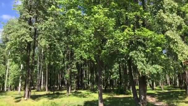 Les arbres dans le parc de la ville 