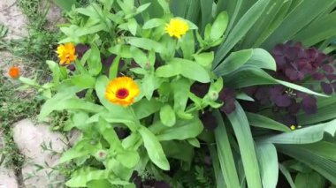 Bahçedeki çiçekler.