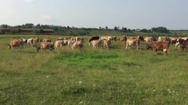 mera üzerinde ineklerin