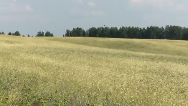 Tierras agrícolas en verano — Vídeos de Stock