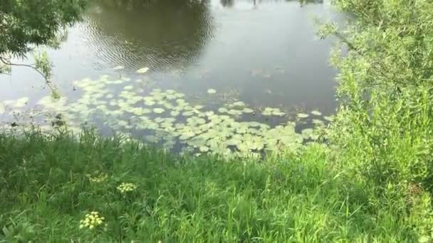 Un pequeño río en el verano — Vídeos de Stock