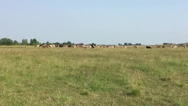 Корови на пасовищі — стокове відео