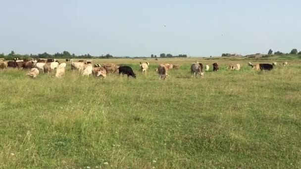 Коровы на пастбище — стоковое видео