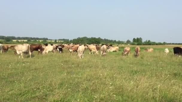 Cows on pasture — Stock Video