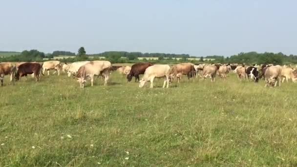 Cows on pasture — Stock Video