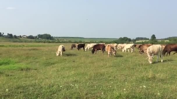 Mucche al pascolo — Video Stock