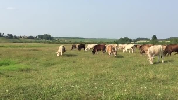 Корови на пасовищі — стокове відео