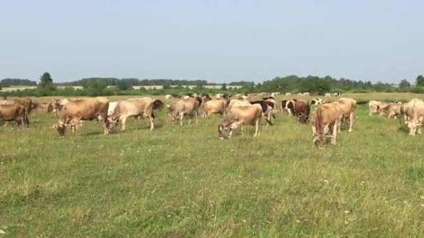 Cows on pasture — Stock Video