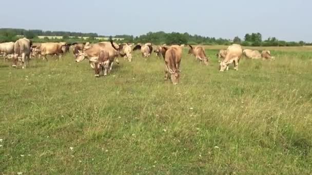 Vacas em pastagens — Vídeo de Stock