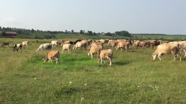 Vacas en pastos — Vídeos de Stock