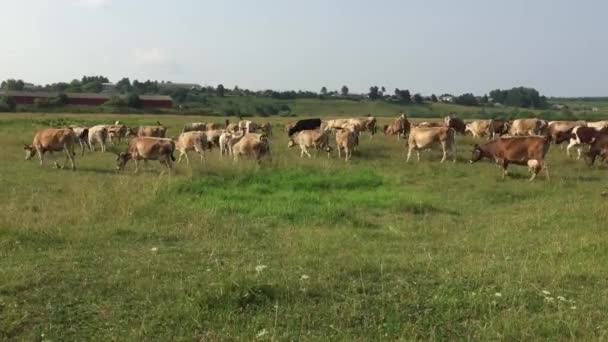 Cows on pasture — Stock Video