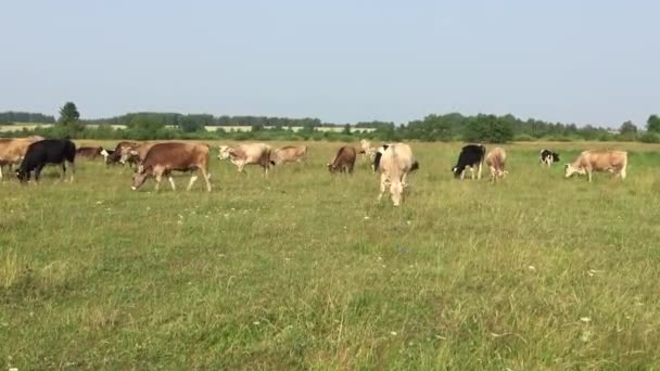 Cows on pasture — Stock Video