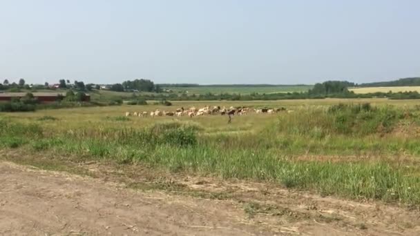 Terras agrícolas no verão — Vídeo de Stock