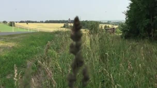 Landbouwgrond in de zomer — Stockvideo