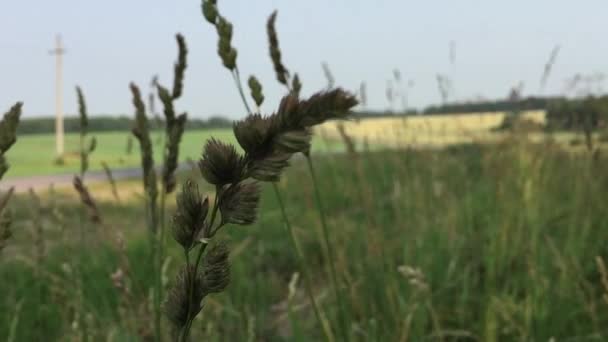 Terras agrícolas no verão — Vídeo de Stock