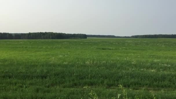 Tierras agrícolas en verano — Vídeos de Stock