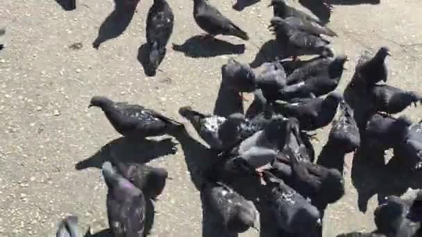 Las palomas en la plaza — Vídeo de stock