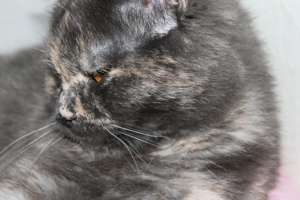 Gato doméstico gris — Foto de Stock