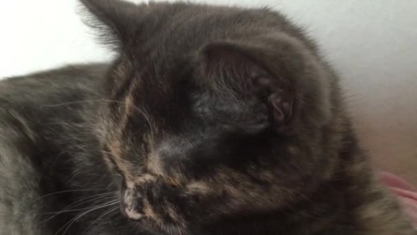 Серый домашний кот — стоковое видео
