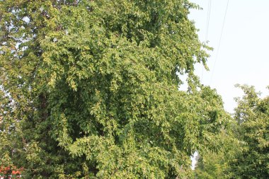 büyüyen yeşil elma